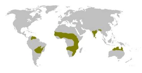 Savanna Biome - INSIGHTS IAS - Simplifying UPSC IAS Exam Preparation