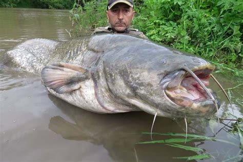 Yes, there are giant catfish in Chernobyl's cooling pond – but they're not radiation mutants ...