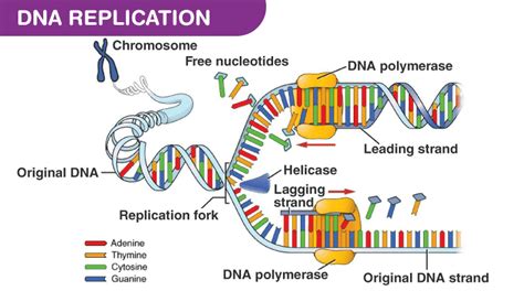 DNA replication steps and rules, DNA polymerase enzymes and RNA primer synthesis | Science online