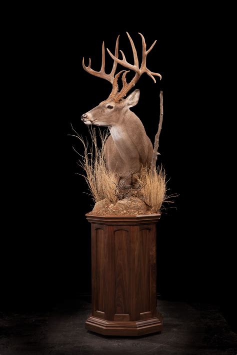 10+ Deer Mount Decorating Ideas – HOMYRACKS