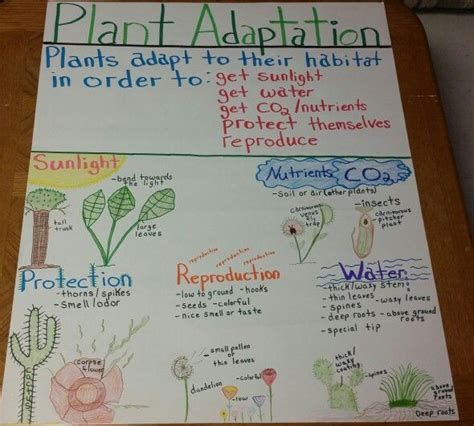 Animal Adaptations Anchor Chart Grades 3 4 / The following is a collection of anchor charts to ...