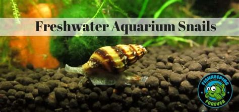 Best Freshwater Cleaning Fish & Snails – #9 is the best – Fishkeeping Forever