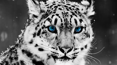 selective Coloring, Animals, Snow Leopards, Leopard Wallpapers HD / Desktop and Mobile Backgrounds