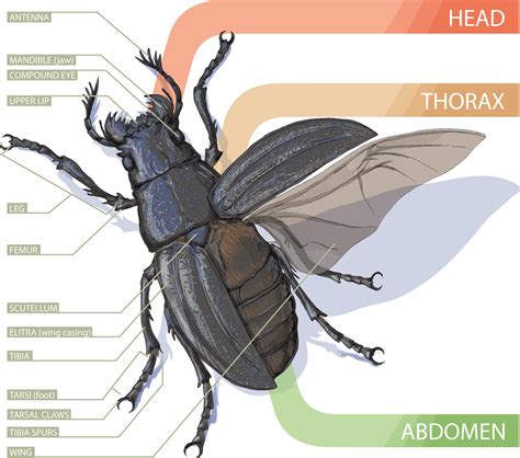 Insect Anatomy | Six-Legged Science: Unlocking the Secrets of the Insect World — Museum of the Earth