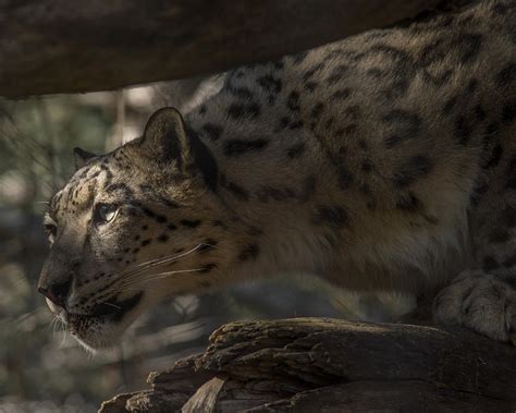 Snow Leopard Hunting Photograph by Ernie Echols