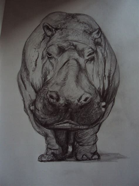 NEW HOW TO SKETCH REALISTIC ANIMALS - Sketch