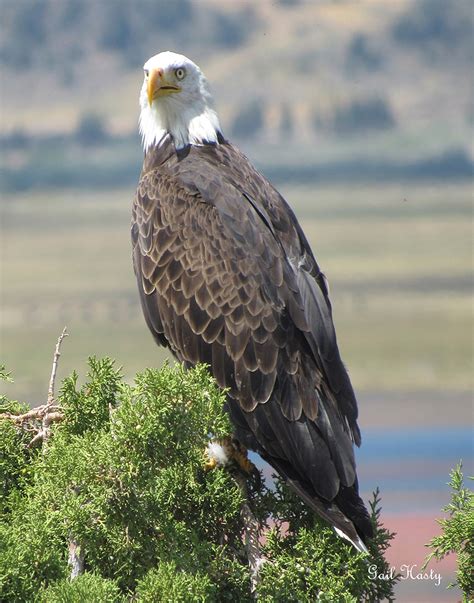 Eagle Eye | Stampede Photography