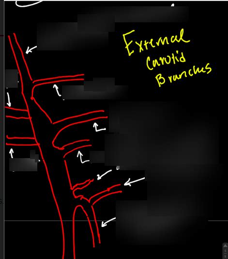 Branches of the external carotid artery Diagram | Quizlet