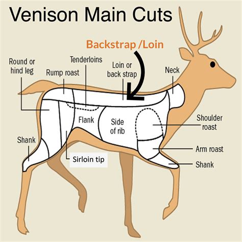 Venison Meat Cut Chart