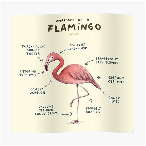 Anatomy of a Flamingo Poster by Sophie Corrigan | Flamingo, Anatomy, Cute photos