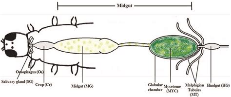 What Is Lumen Anatomy - Anatomy Book