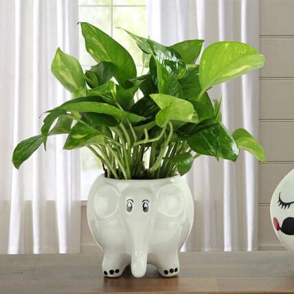 5 good luck plants that deserves a place in your home