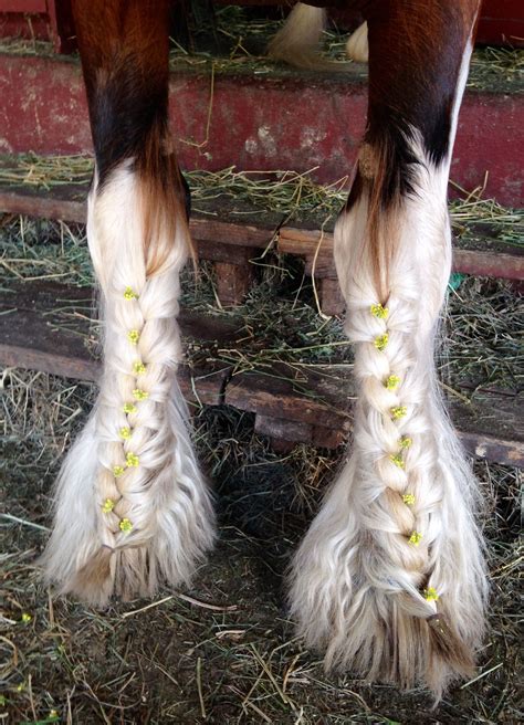 Pin by Mane 'n Tail Equine on Amazing Equine Braids | Horse mane braids, Horse braiding, Horse ...