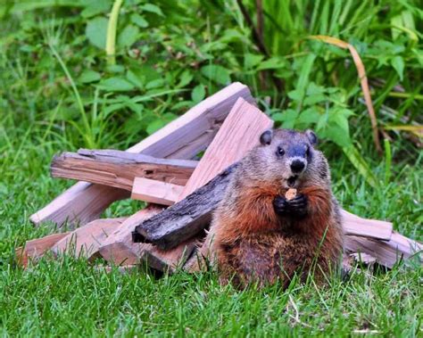 How Much Wood Would a Woodchuck Chuck Quiz | Animals | 10 Questions