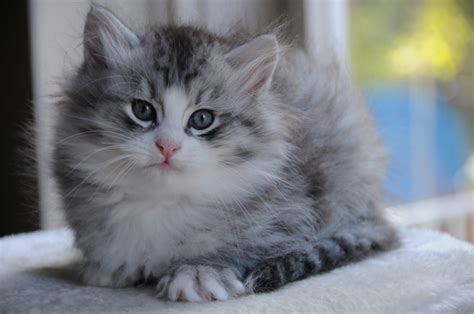 Siberian Cat Breeders Motif Terbaru!