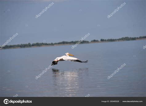 White Pelican Flying Water Stock Photo by ©djtellado 265485528