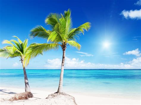 Tropical Palm Tree Wallpaper - WallpaperSafari