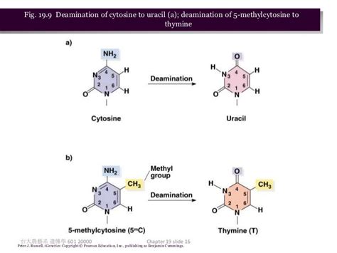 Mutation