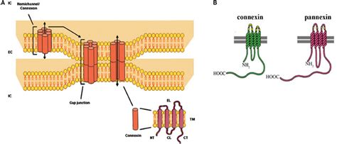 A) Molecular architecture of gap junctions. Gap junctions are grouped... | Download Scientific ...