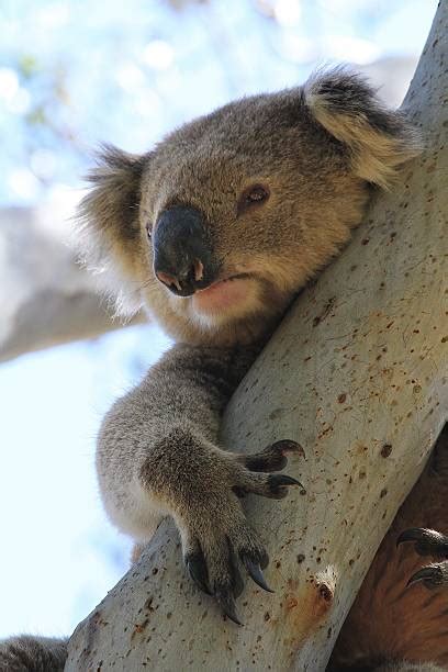 Best Koala Claws Stock Photos, Pictures & Royalty-Free Images - iStock