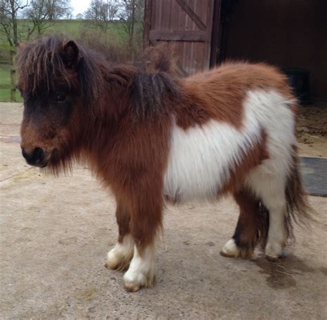 Shetland Pony Breed Information, History, Videos, Baby, Pictures