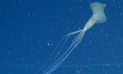 This super rare squid is a deep-sea mystery. We recently spotted not 1 ...