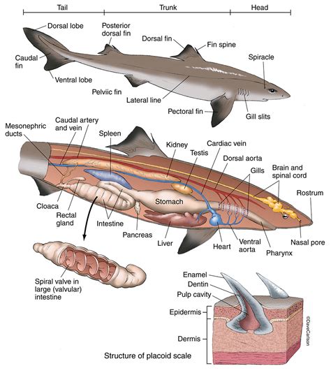 Anatomy Of A Shark - Anatomy Book