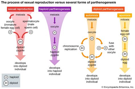 Parthenogenesis