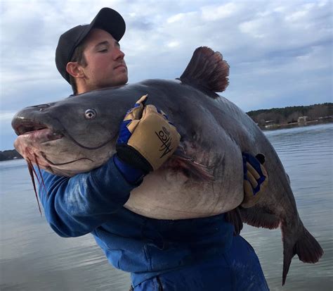 International Fishing News: US: two monster record blue catfish in North Carolina