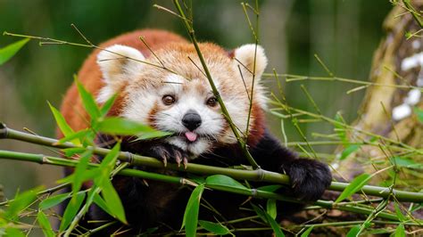 Red Panda Fact Sheet | Blog | Nature | PBS