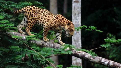 The meaning and symbolism of the word - «Jaguar»