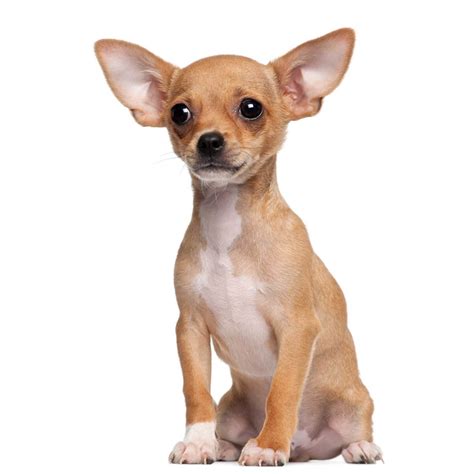 Dog Breeds Chihuahua - PUPPY CUTE DOG