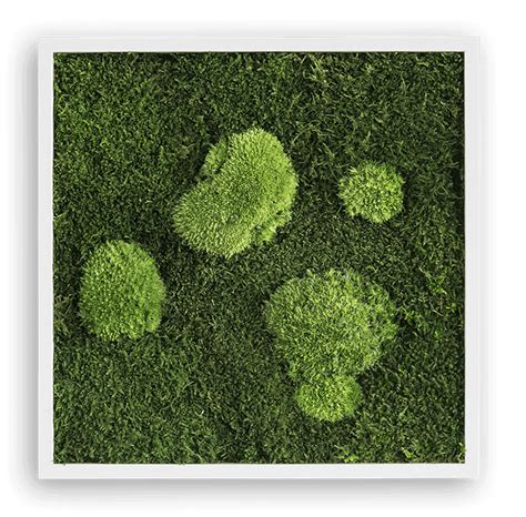 Green Forest Moss Pictures: Real Moss Art | Forest Homes