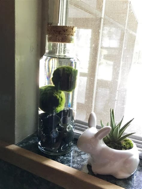 My newest houseplant - Marimo algae :) : r/houseplants