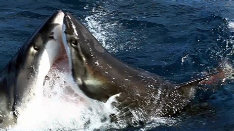 Epic Great White Shark Battle | Griffin's Guide to Hunting and Fishing