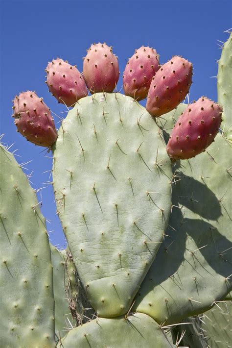 Prickly Pear Fruit Harvest - Information On Picking Prickly Pear Fruit ...