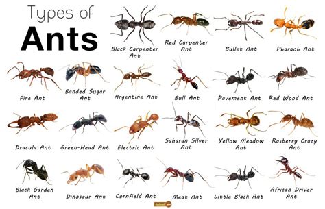 Ant Facts, Types, Identification, Habitat, Diet, Adaptations | Types of ...