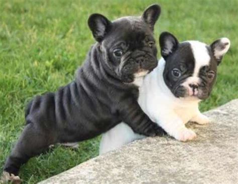 Frenchie Pug Dog Breed » Information, Pictures, & More