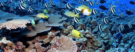 What ocean basin has the most corals?