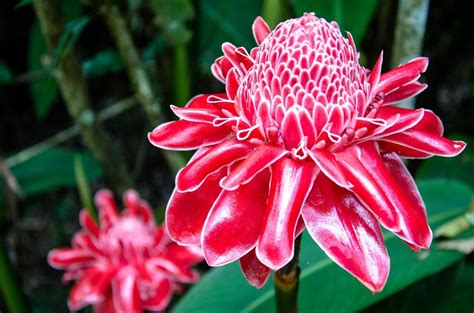 Types Of Flowering Ginger: Growing Ginger For Flowers In The Garden