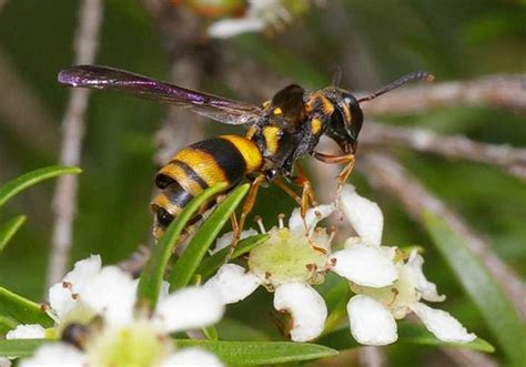 Paper Wasp (Vespidae family sp1)