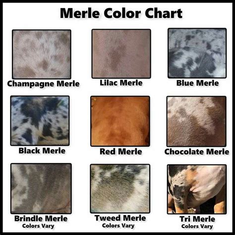 Merle colors | Pitbull colors, Dog breed info, Color