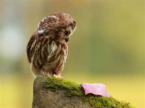 🔥 [30+] Funny Owl Wallpapers | WallpaperSafari