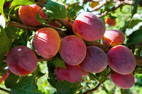 Mariposa Japanese Blood Plum (dwarf) - Heritage Fruit Trees