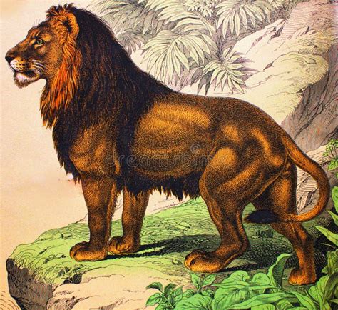 Lion Male in a Vintage Book History of Animals, by Shubert/Korn, 1880, St. Petersburg Stock ...