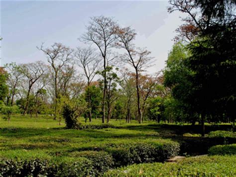 Palampur Tea Gardens, Himachal Pradesh