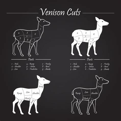 Venison cuts Vector Art Stock Images | Depositphotos