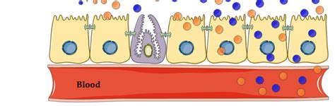 Semaglutide Mechanism Of Action