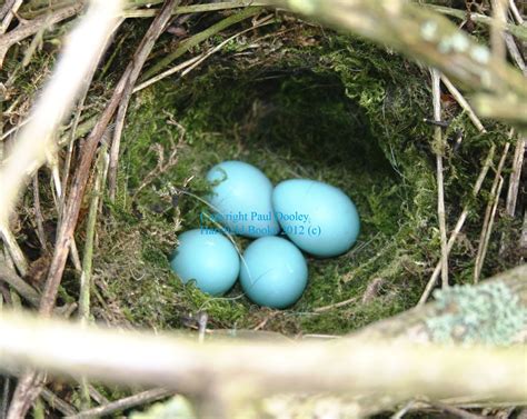 Harefield Wildlife Images: Dunnock {aka Hedge Sparrow}