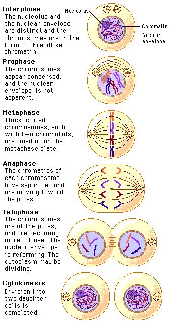 Mitosis and its Stages in Plants and Animals